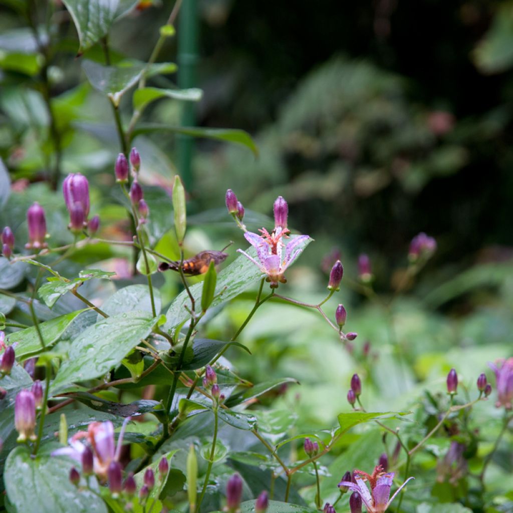 Tricyrtis formosana - Paddenlelie