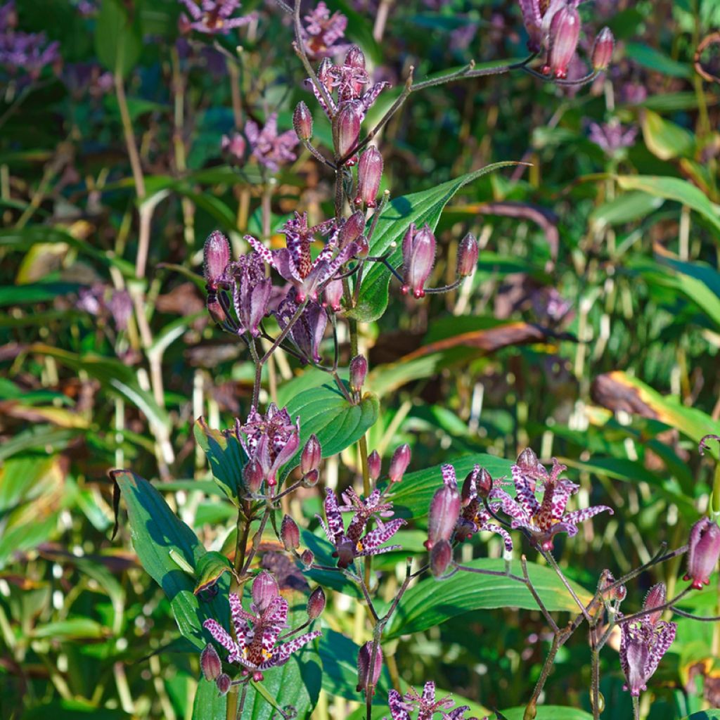Tricyrtis formosana - Paddenlelie