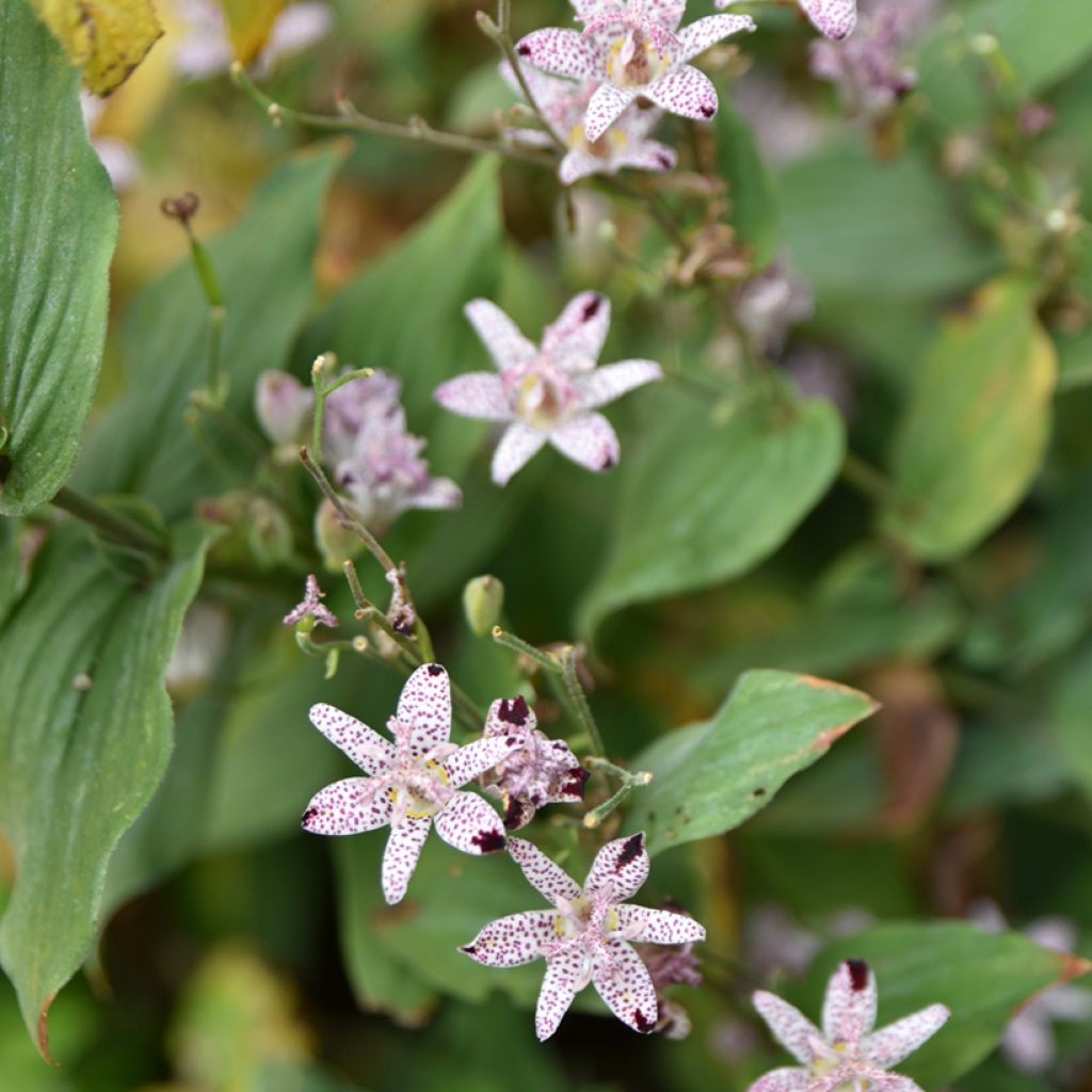 Tricyrtis formosana - Paddenlelie