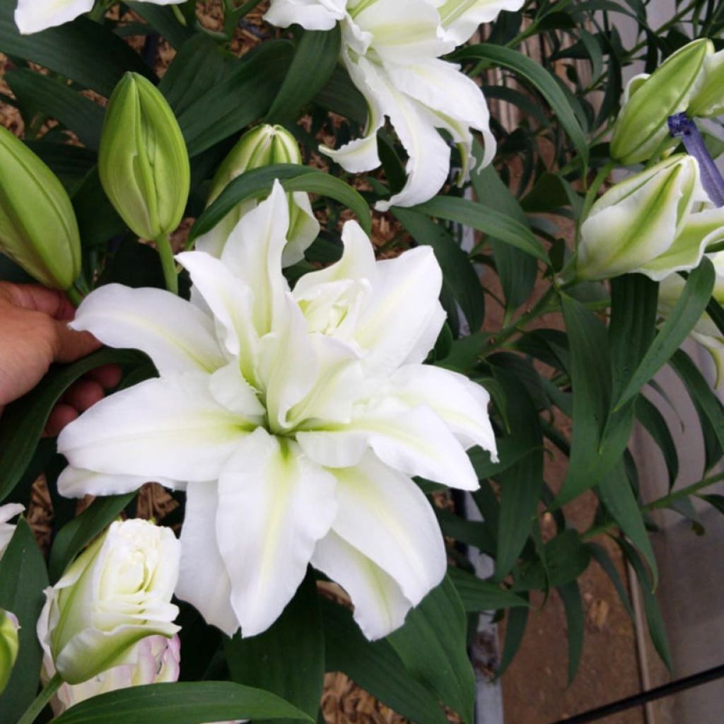 Lilium Roselily Aisha - Oriëntaalse lelie