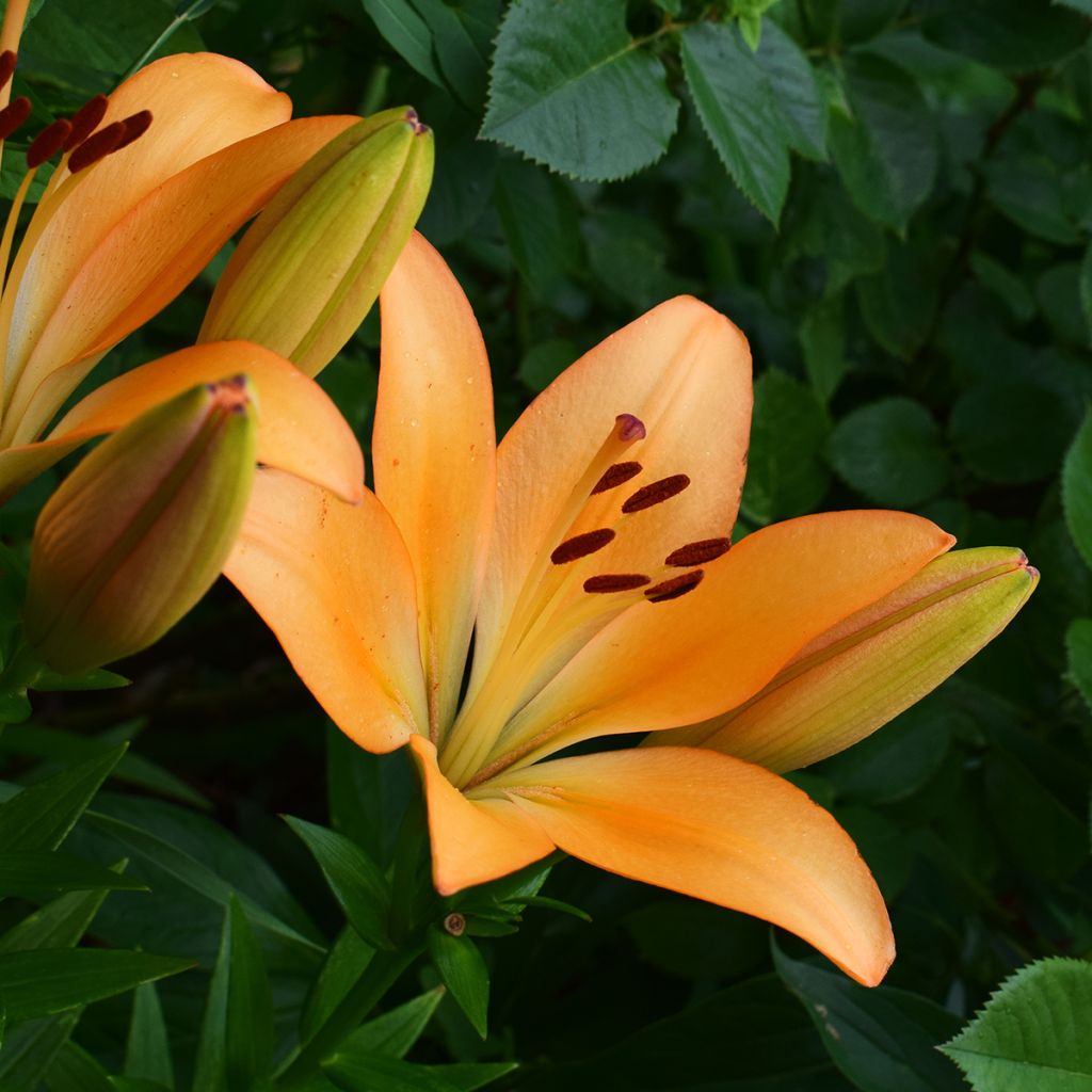 Lilium Menton - Trompetlelie