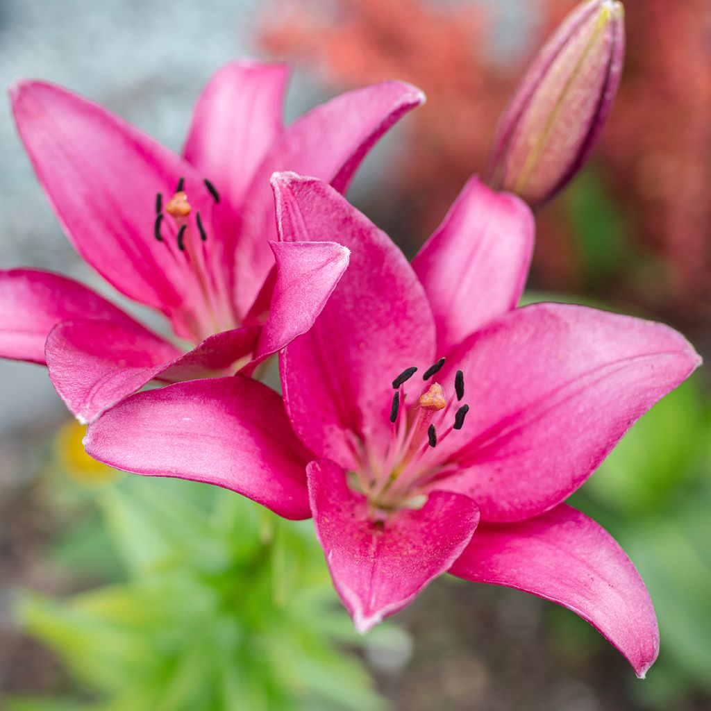 Lilium Sentosa - Aziatische Lelie