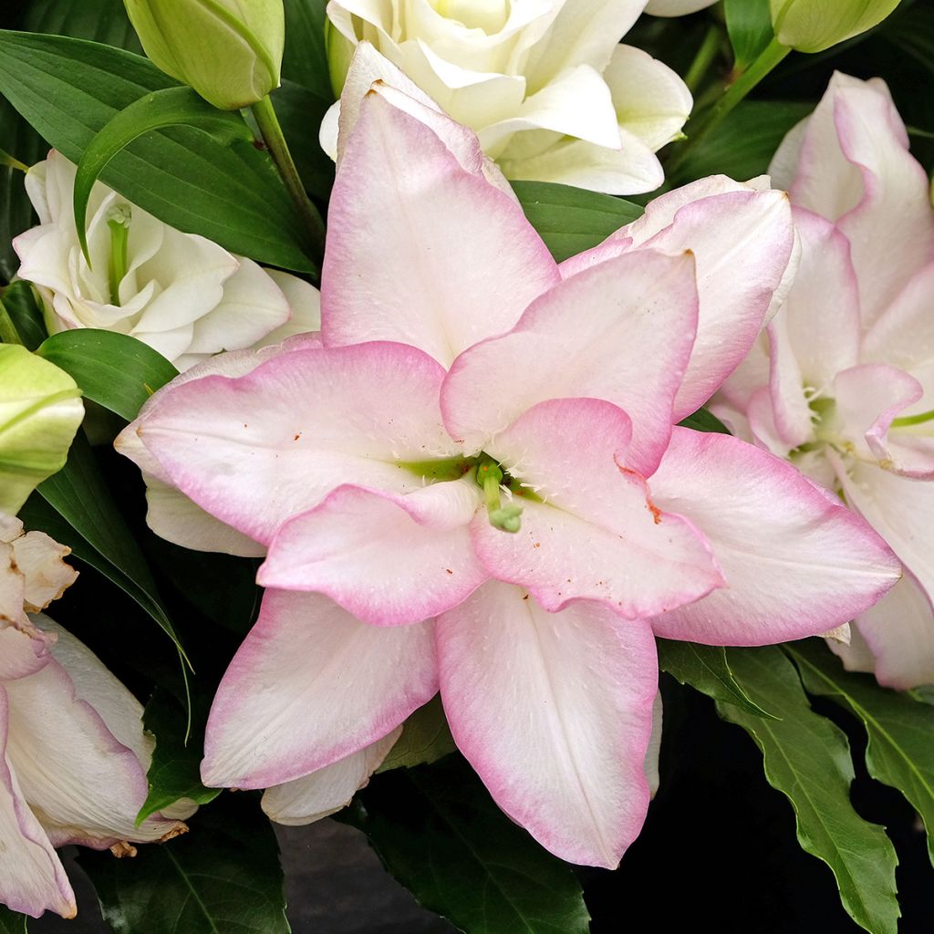 Lilium Roselily Anouska - Oriëntaalse lelie