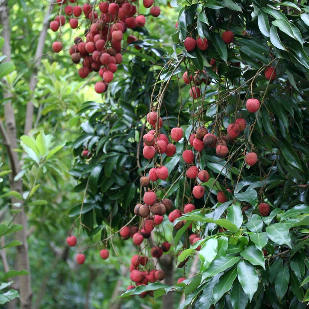 Lychee Kwai May Pink - Litchi chinensis