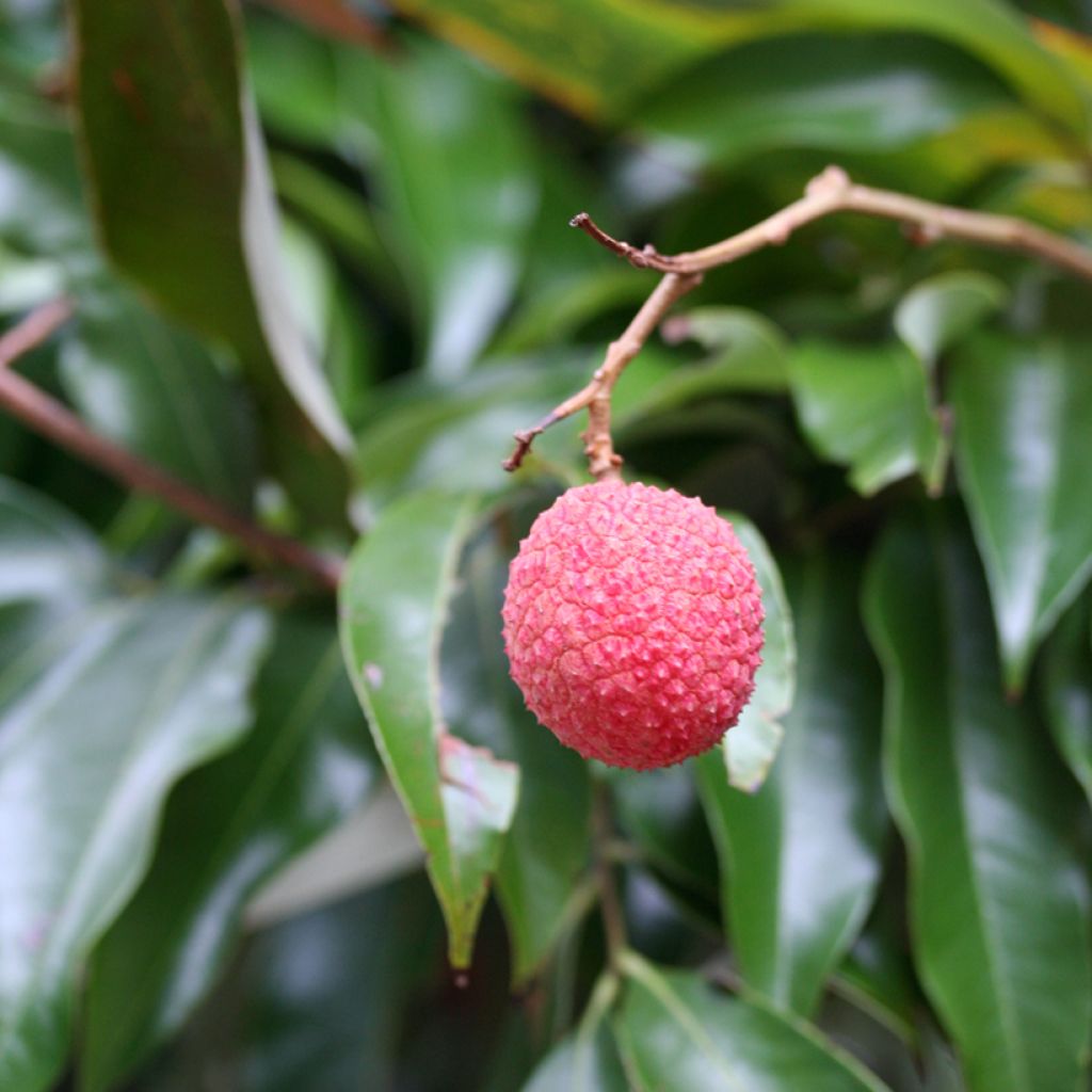 Lychee Kwai May Pink - Litchi chinensis