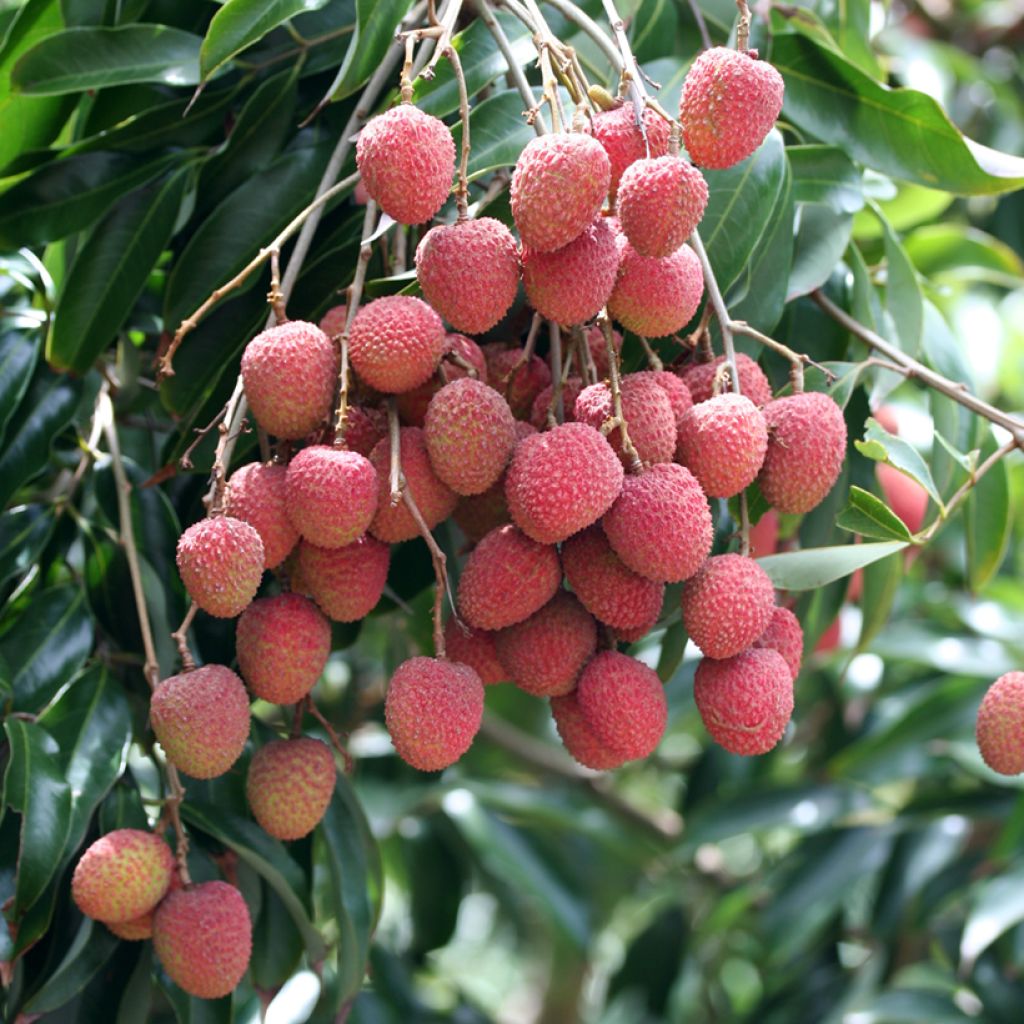 Lychee Kwai May Pink - Litchi chinensis