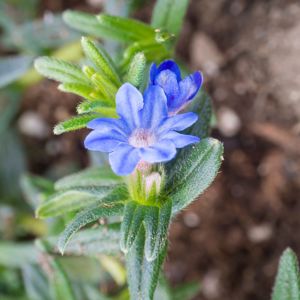 Lithodora diffusa Heavenly Blue - Steenzaad