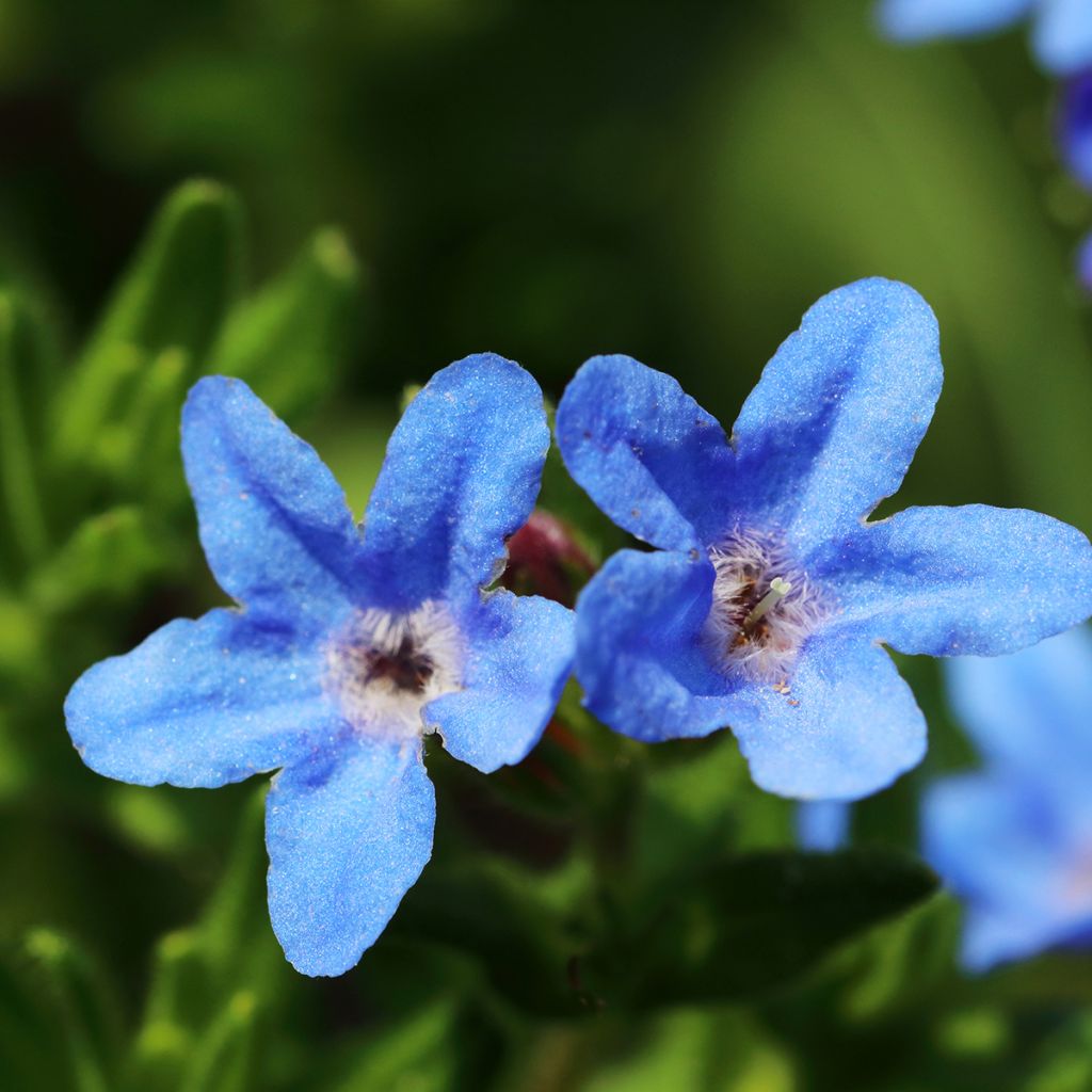 Lithodora diffusa Heavenly Blue - Steenzaad