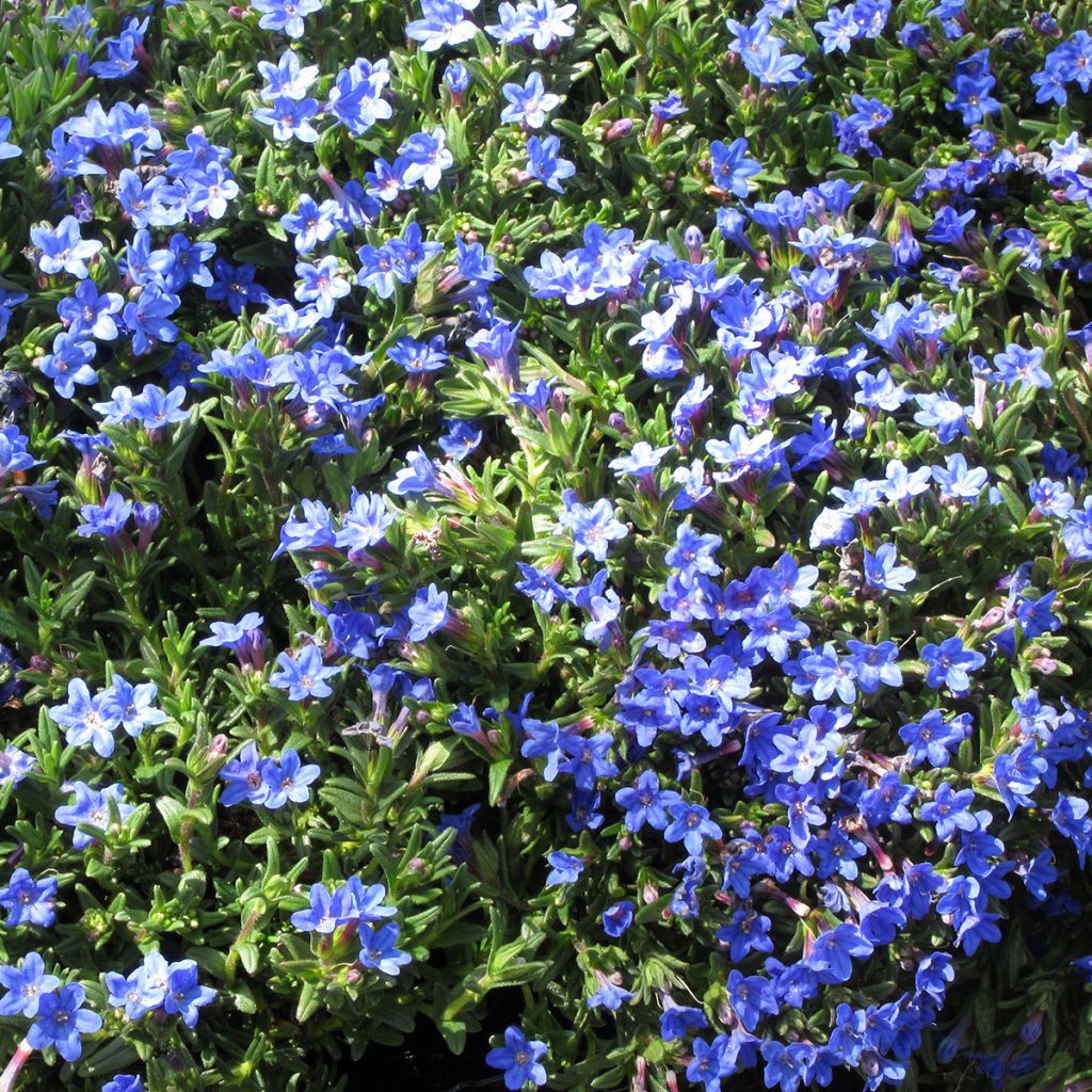 Lithodora diffusa Heavenly Blue - Steenzaad
