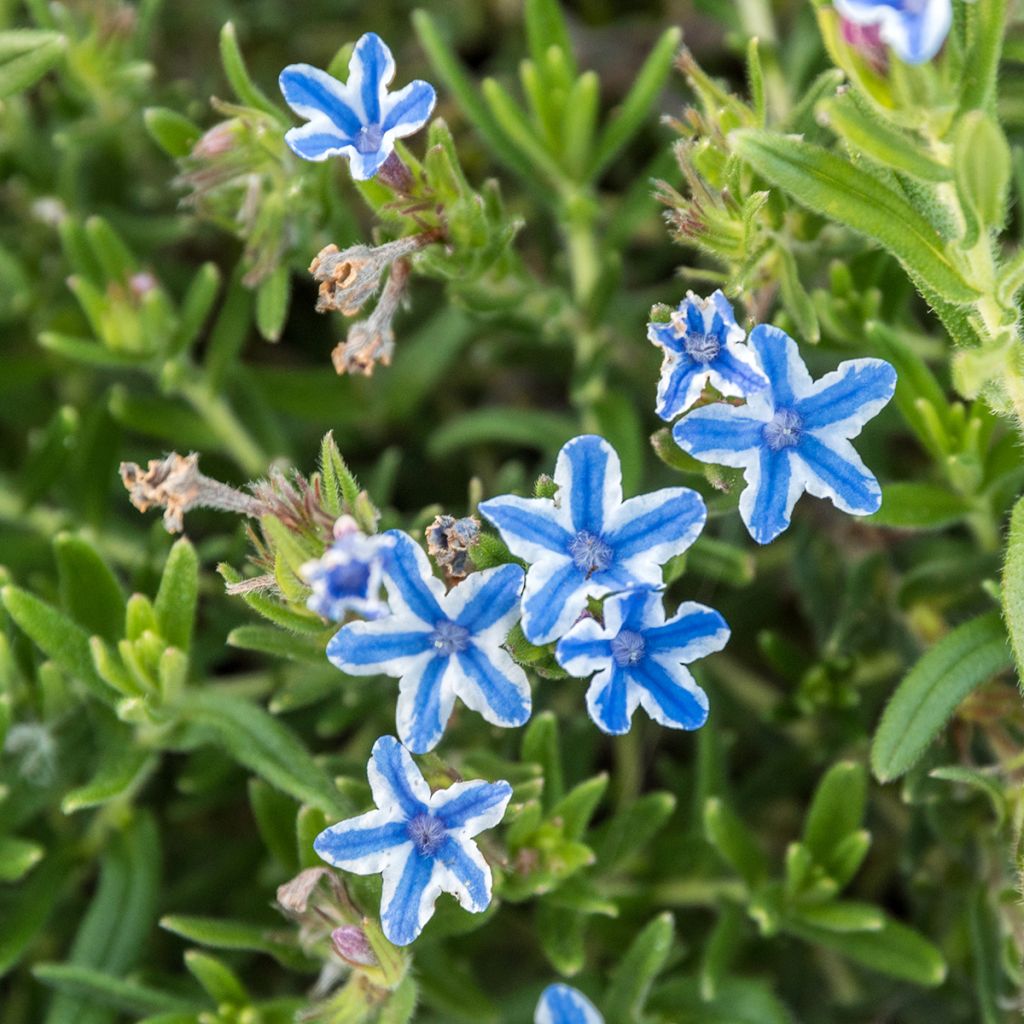 Lithodora diffusa Star - Steenzaad