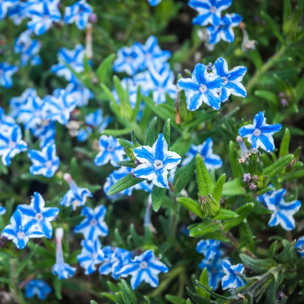 Lithodora diffusa Star - Steenzaad