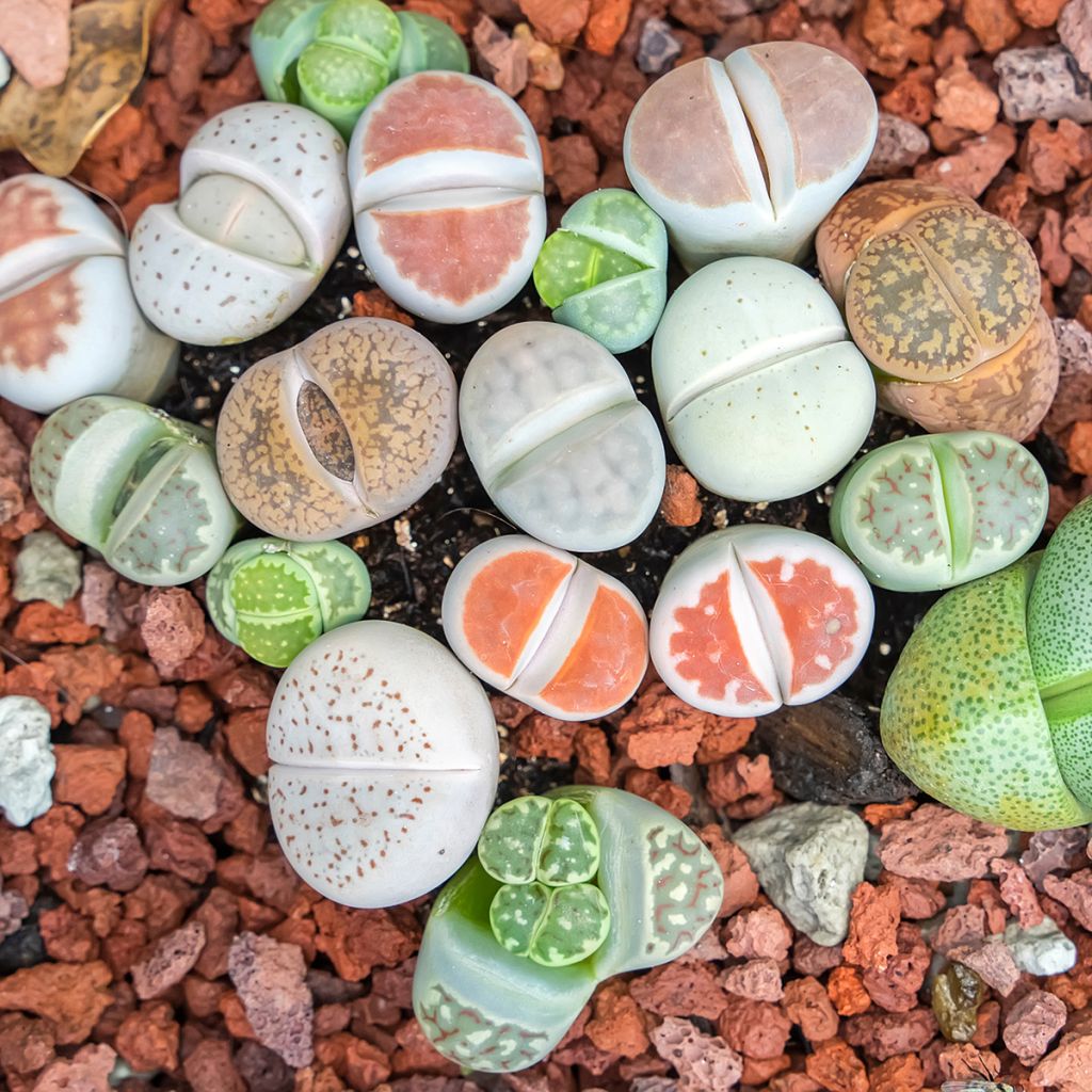 Lithops Pebble Plants Mixed (zaad) - Levende steentjes