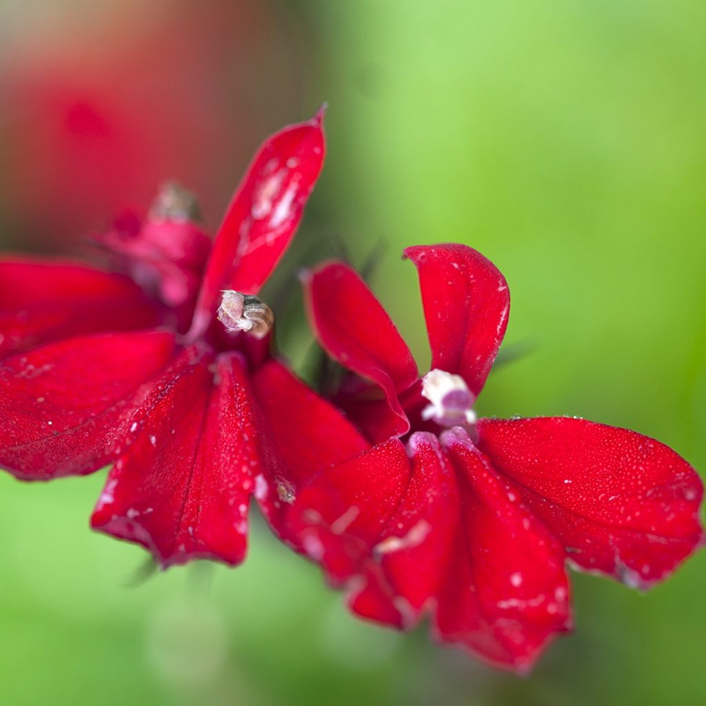 Lobelia fulgens Queen Victoria - Scharlaken lobelia