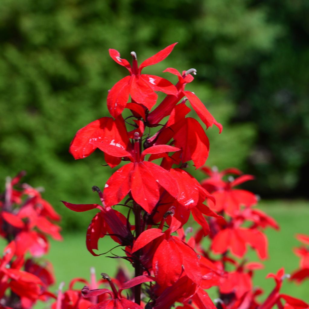 Lobelia speciosa Fan Burgundy - Scharlaken lobelia