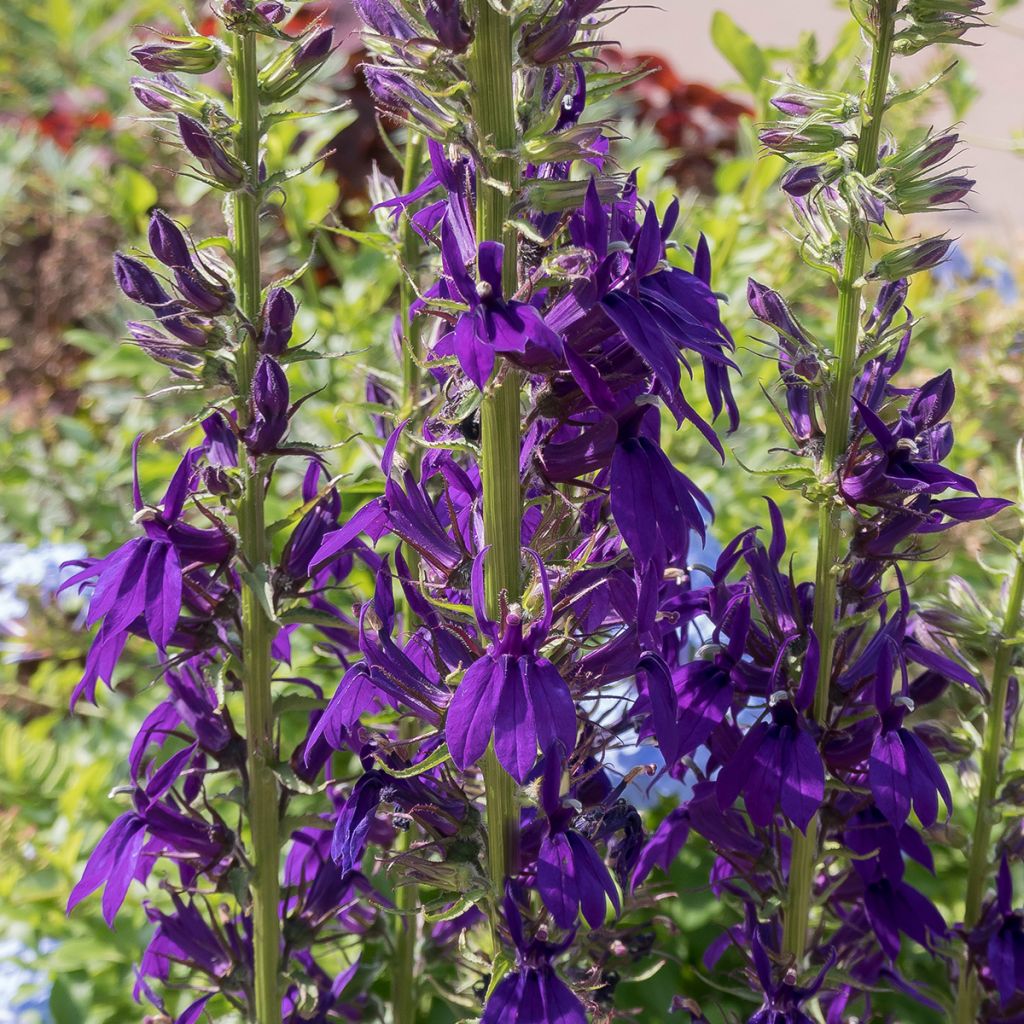 Lobelia speciosa Kompliment Blau - Scharlaken lobelia
