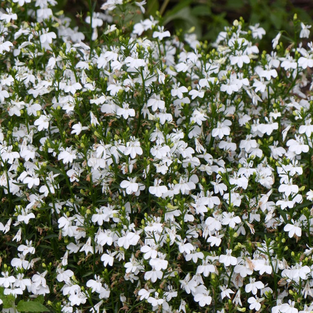 Lobelia erinus White Lady (zaad) - Hanglobelia