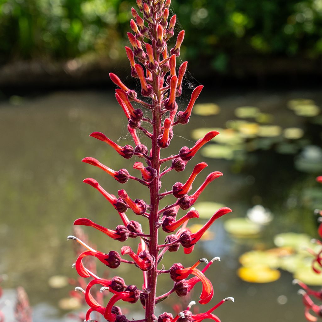 Lobelia tupa (zaad) - Lobelia