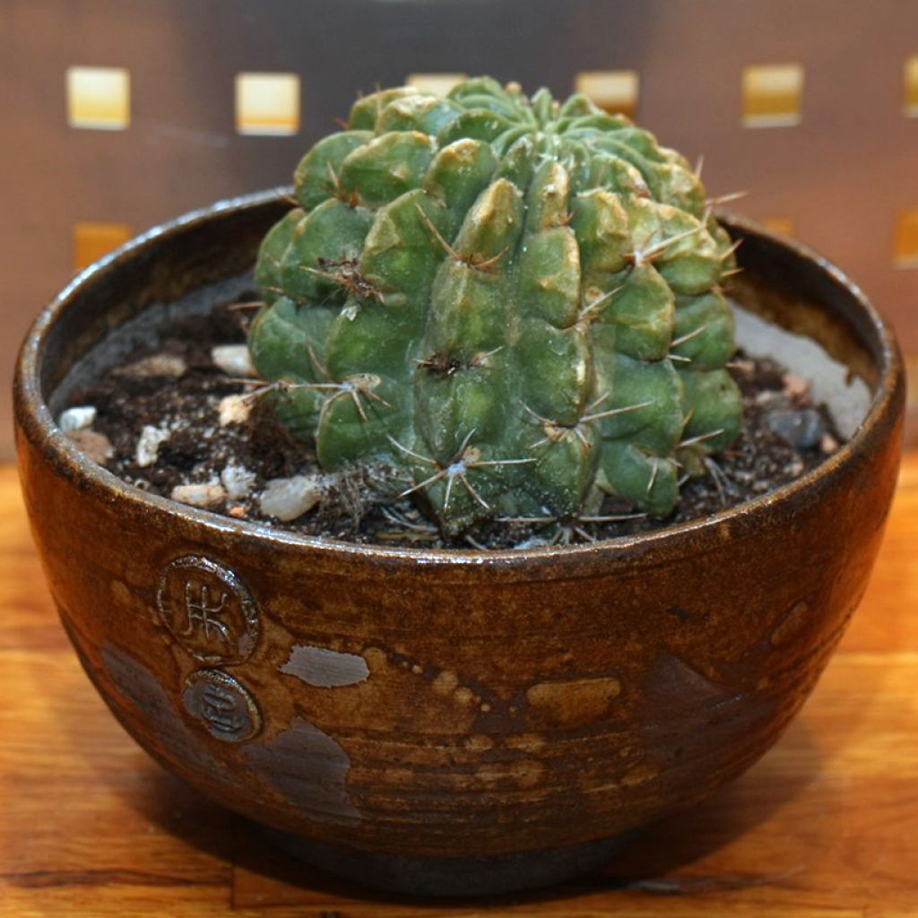 Lobivia cardenasiana - Cactus