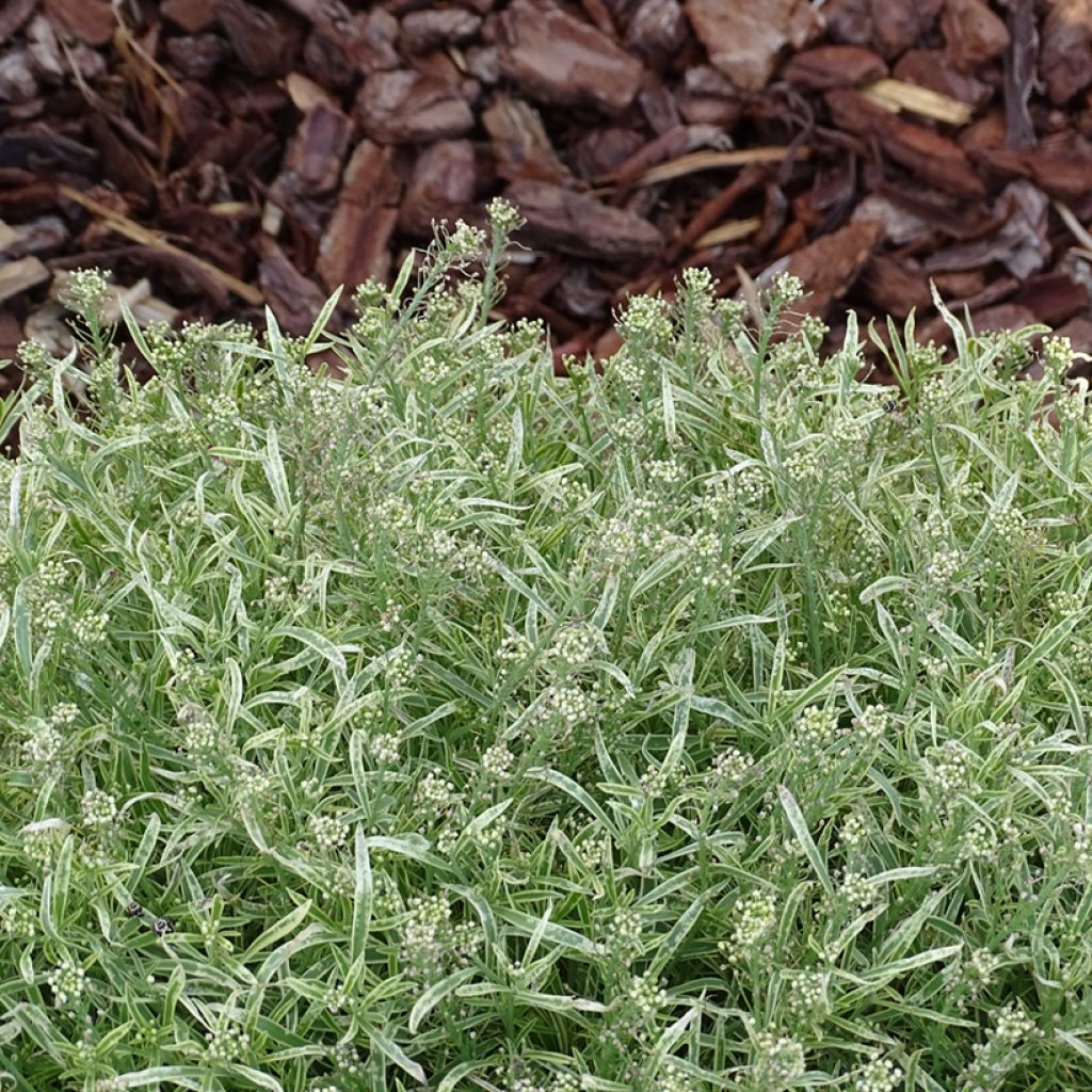 Lobularia maritima Primavera Princess - Zilverschildzaad