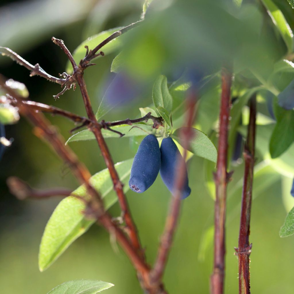 Lonicera caerulea Boreal Beauty - Honingbes