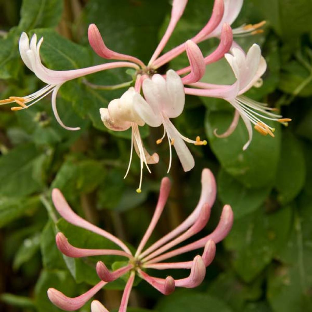 Lonicera Gold Flame - Kamperfoelie