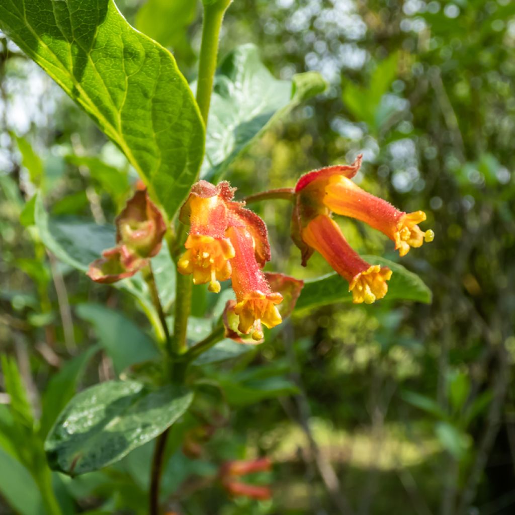 Lonicera involucrata var. ledebourii - Kamperfoelie