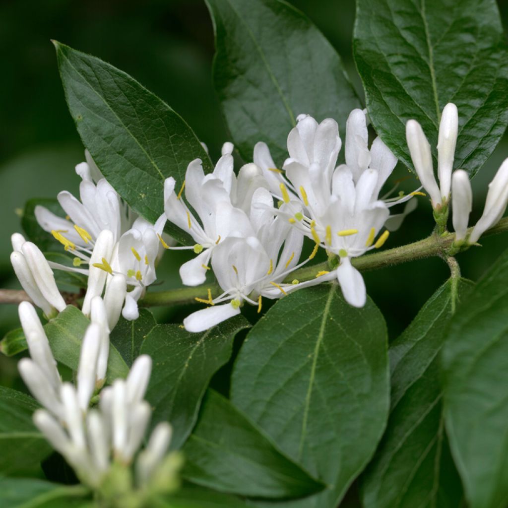 Lonicera maackii - Maack-kamperfoelie