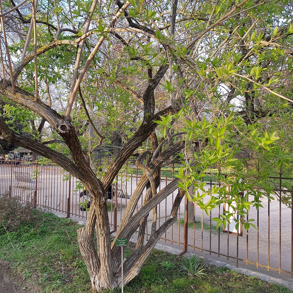 Lonicera maackii - Maack-kamperfoelie