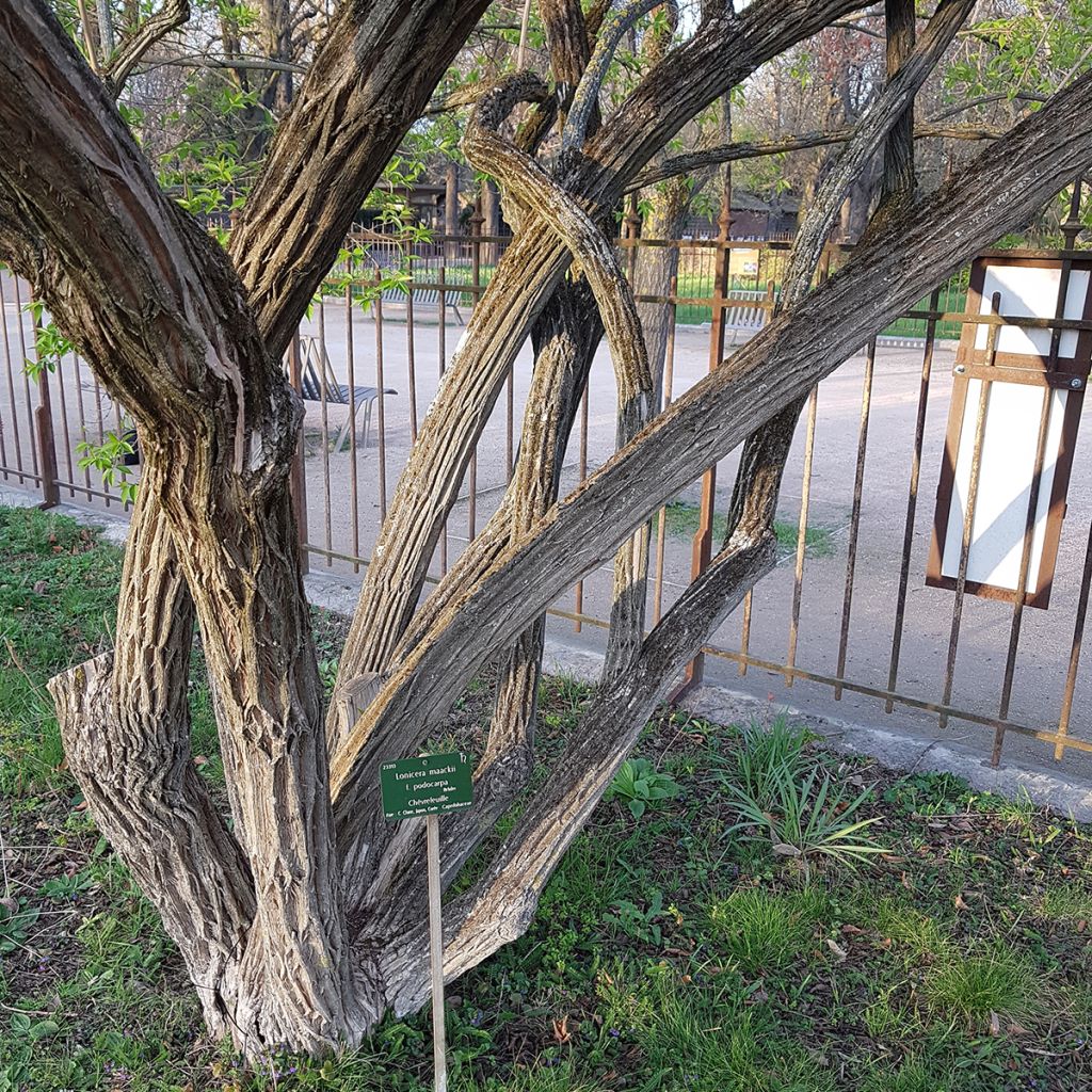 Lonicera maackii - Maack-kamperfoelie