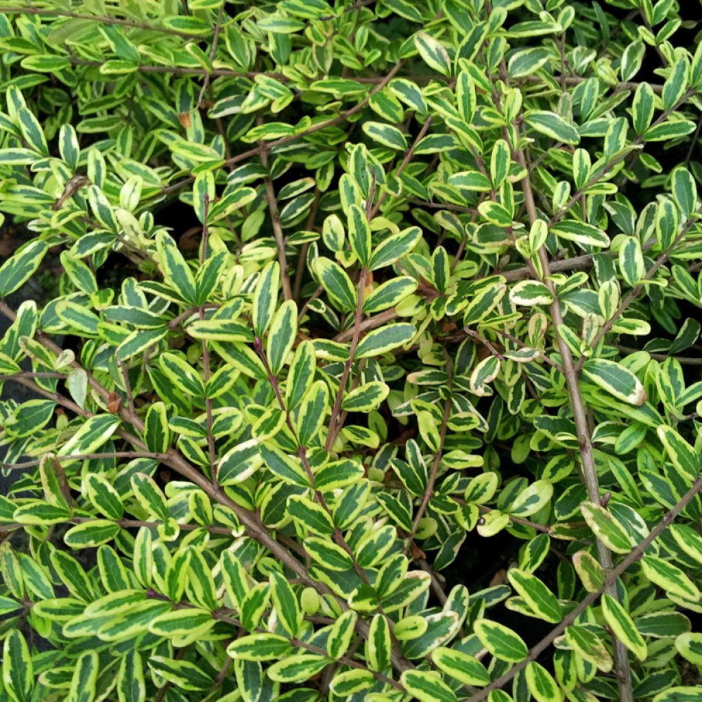 Lonicera nitida Lemon Beauty - Chinese kamperfoelie