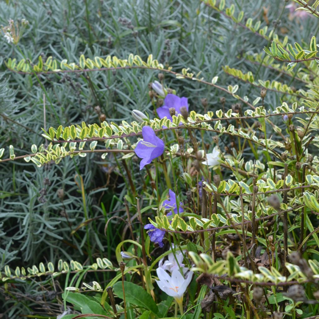 Lonicera nitida Lemon Beauty - Chinese kamperfoelie