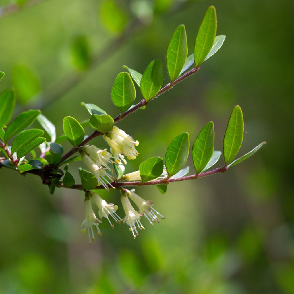 Lonicera pileata - Dooskamperfoelie