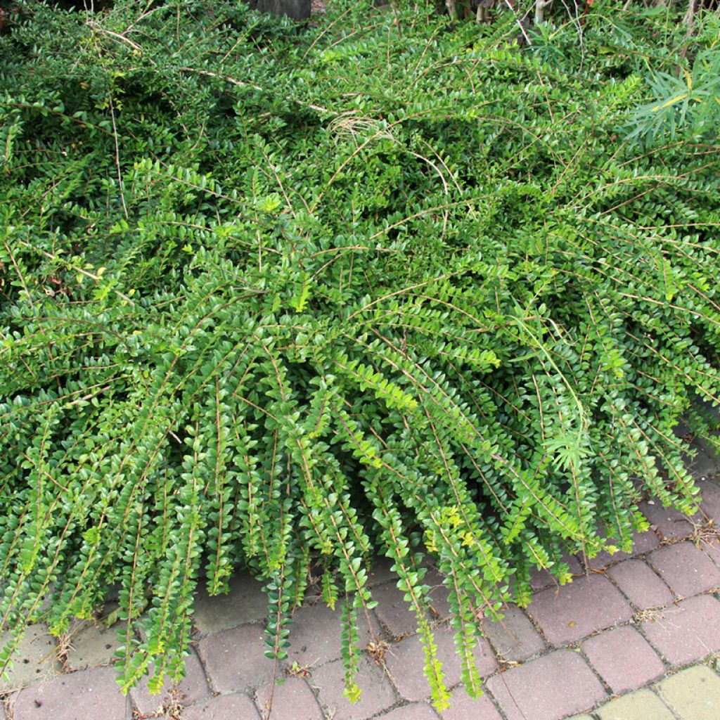 Lonicera pileata - Dooskamperfoelie