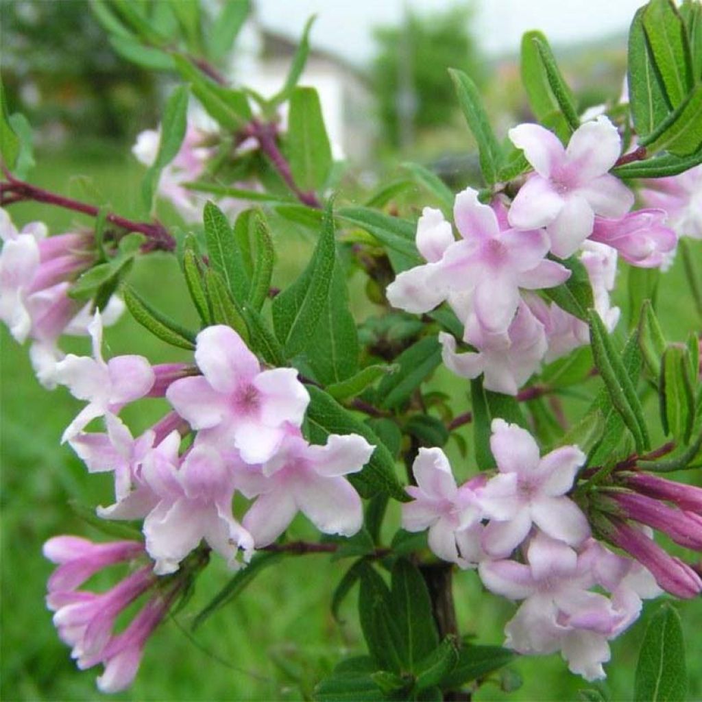 Chèvrefeuille lilas - Lonicera syringantha