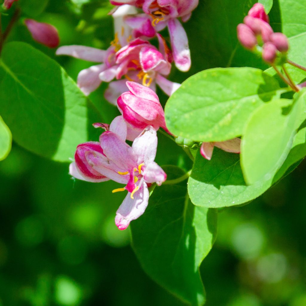 Lonicera tatarica Rosea - Tartaarse kamperfoelie