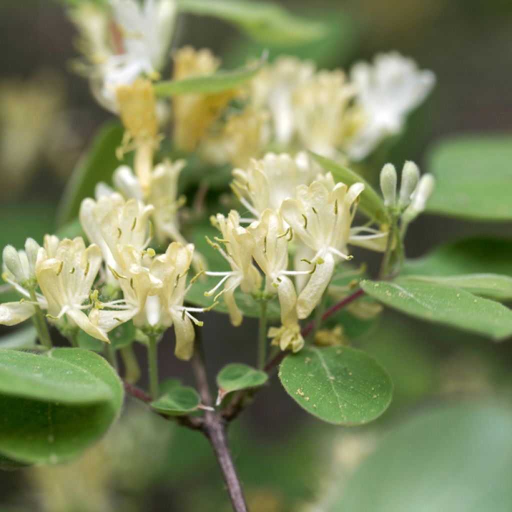 Lonicera xylosteum - Struikkamperfoelie