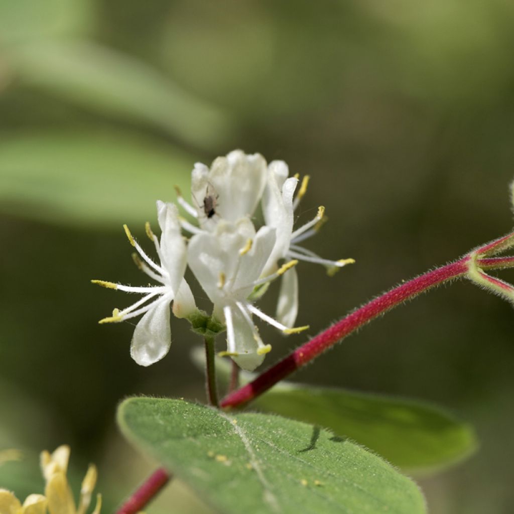 Lonicera xylosteum - Struikkamperfoelie