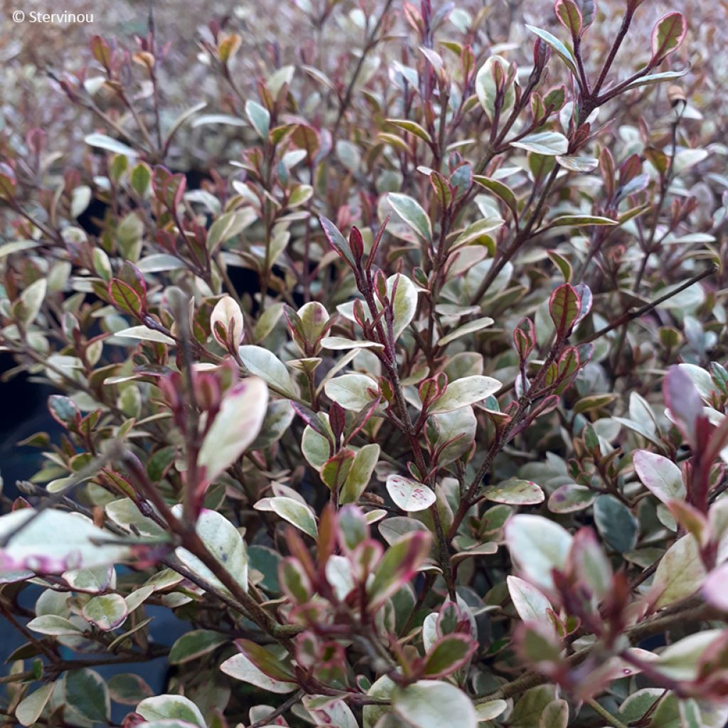 Lophomyrtus Golden Dragon - Nieuw-Zeelandse mirte