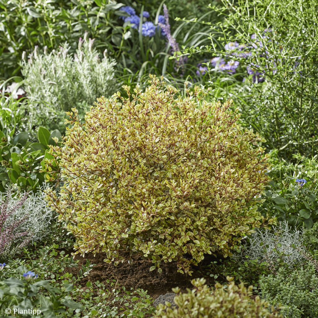 Lophomyrtus Golden Dragon - Nieuw-Zeelandse mirte