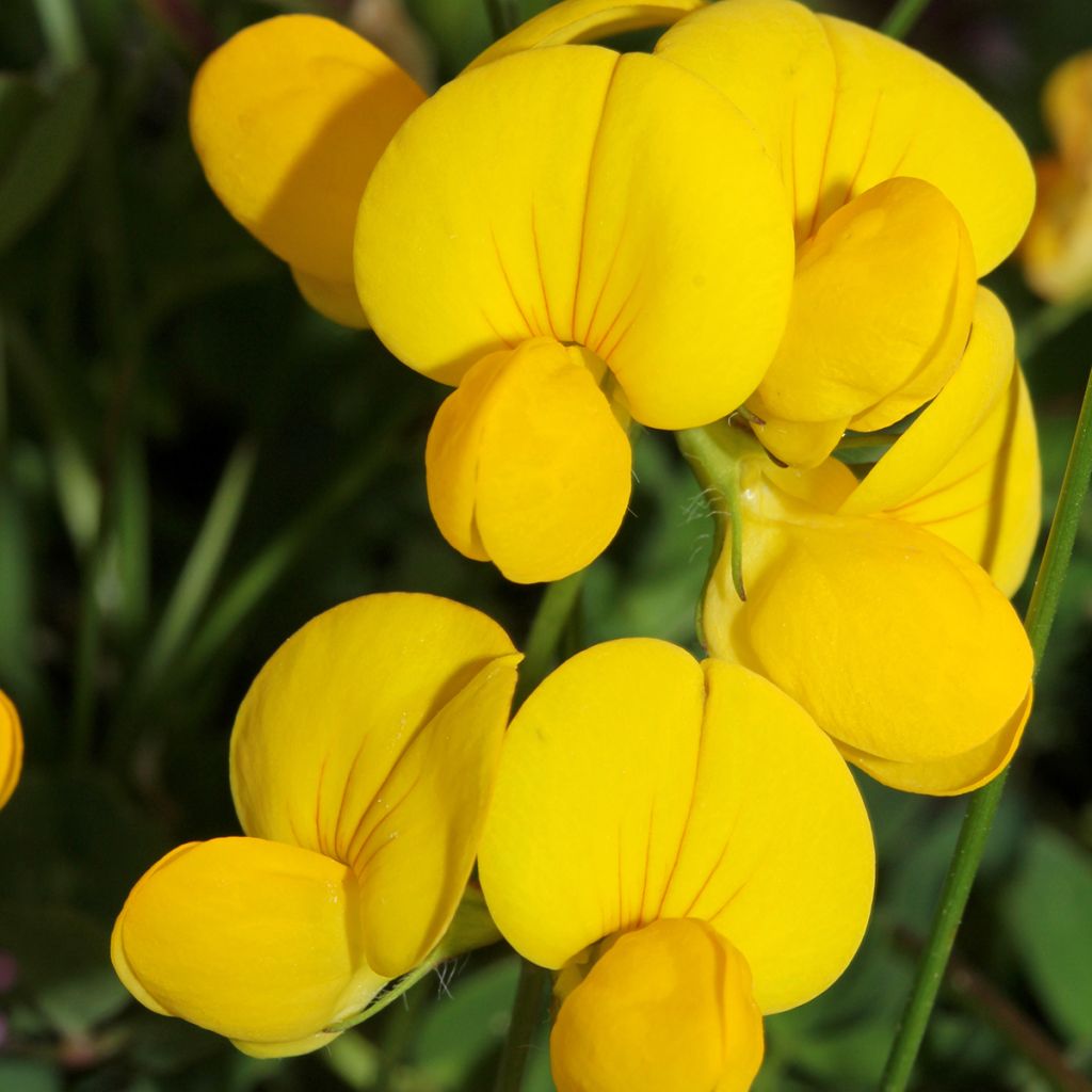 Lotus corniculatus - Gewone rolklaver