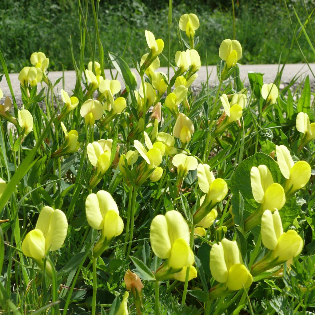 Lotus maritimus, Lotier