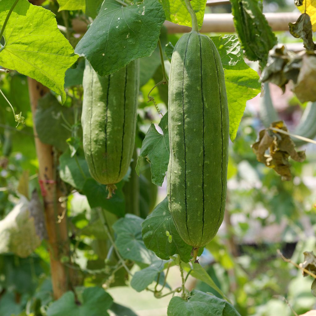 Sponskomkommer - Luffa cylindrica