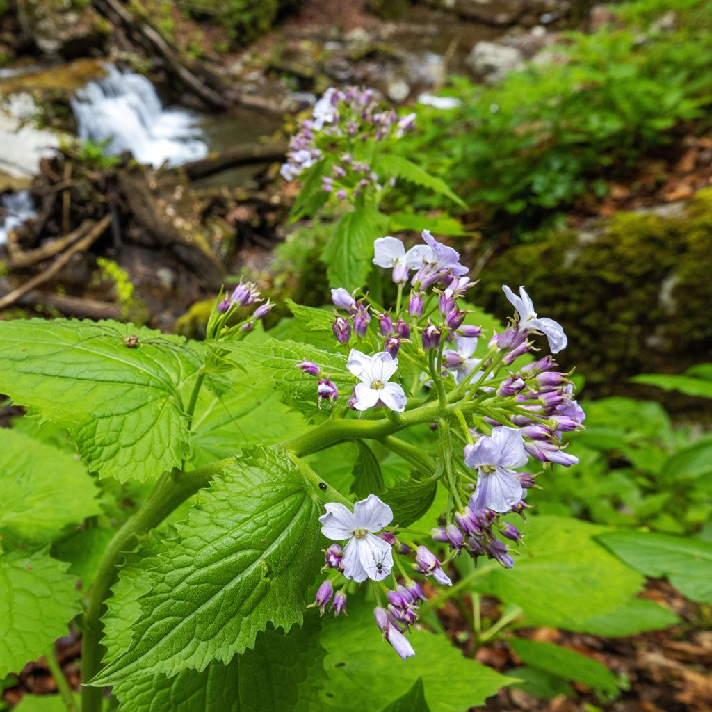 Lunaria rediviva - Wilde judaspenning
