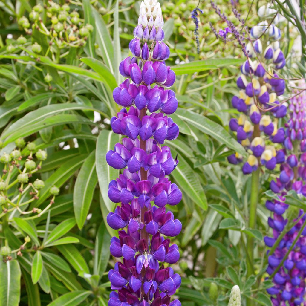 Lupine Gallery Blue - Lupine