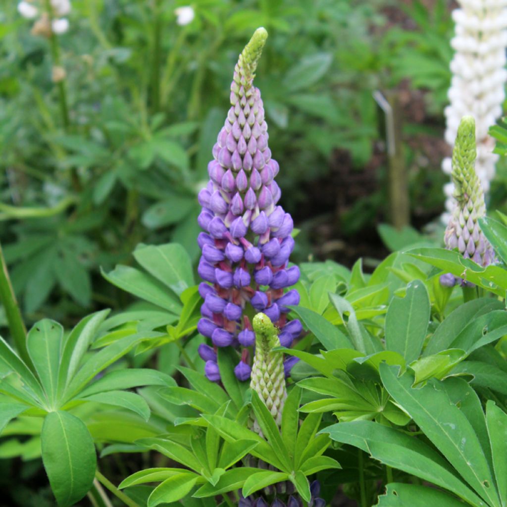 Lupine Gallery Blue - Lupine