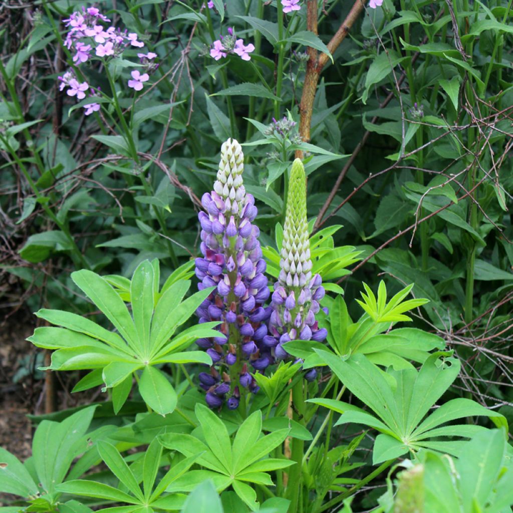 Lupine Gallery Blue - Lupine