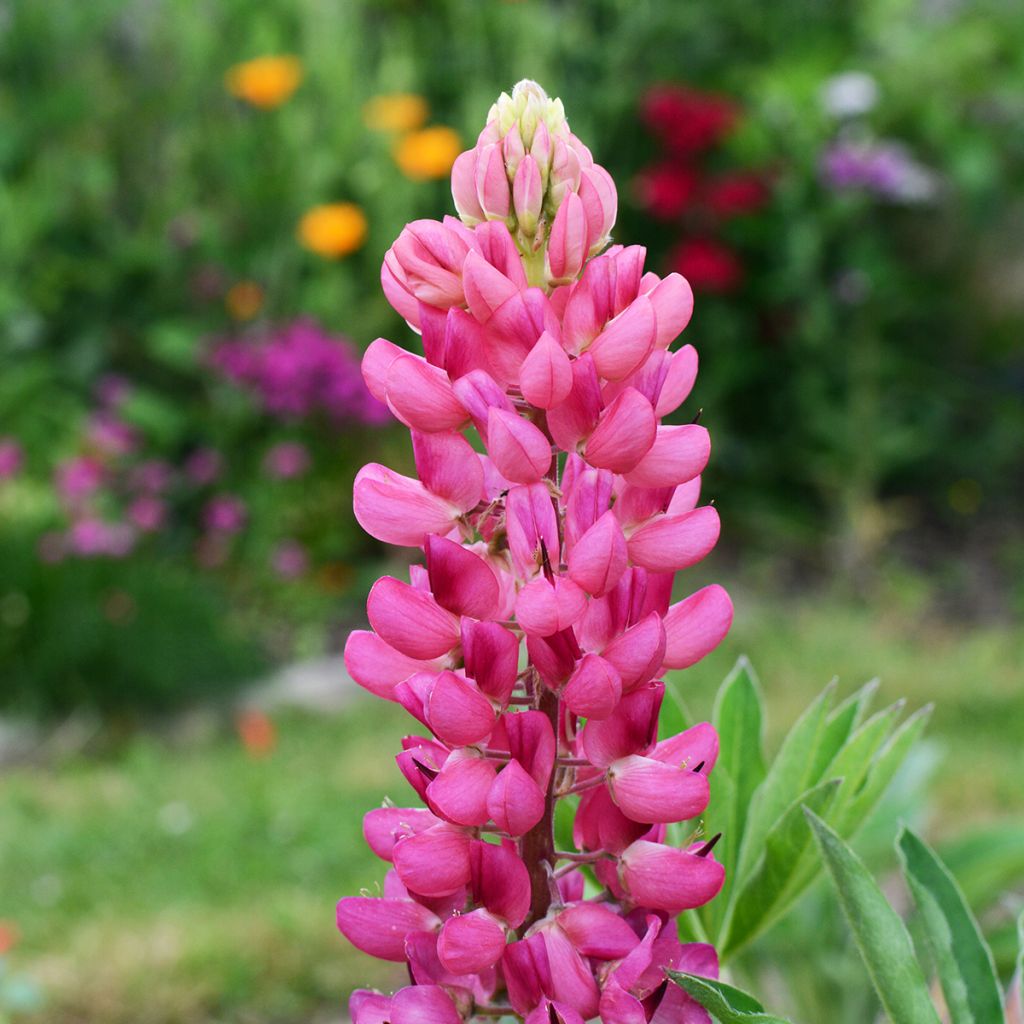 Lupine Gallery Pink - Lupine