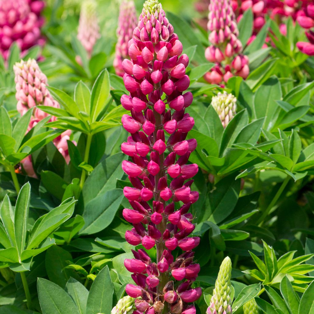 Lupine Gallery Rood - Lupine