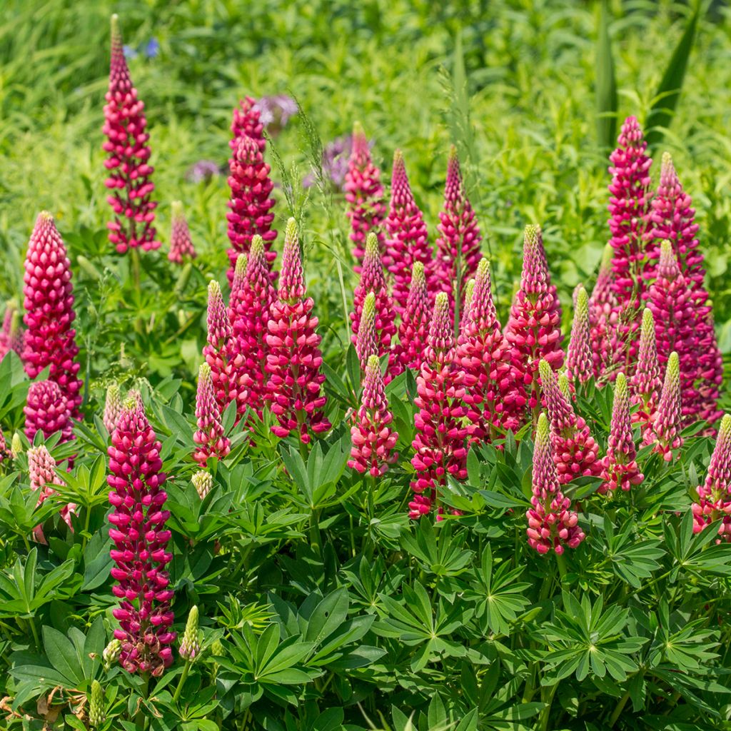 Lupine Gallery Rood - Lupine