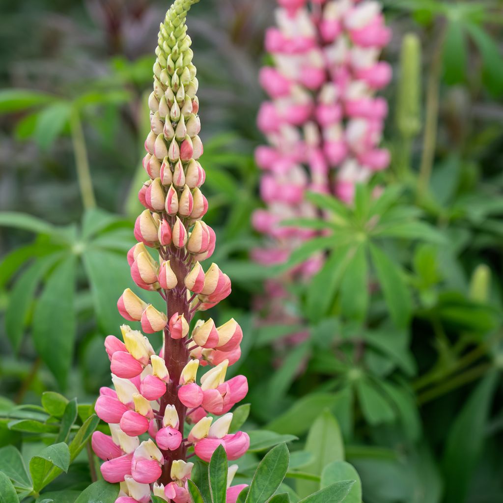Lupinus La Chatelaine Roze - Lupine